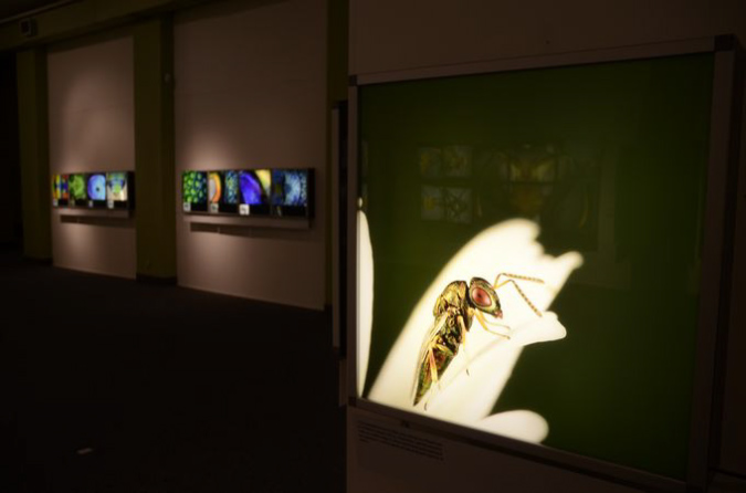 Wasp_exhibition__DSC3401
